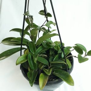 IMG-20200711-WA0018.jpg Hoya Carnosa 20CM Hanging Basket