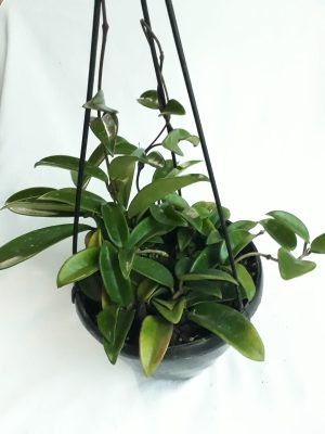 Hoya Carnosa 20CM Hanging Basket
