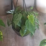 Heart Leaf Philodendron 20cm Hanging Basket