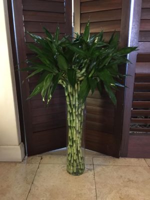 IMG-20211203-WA0019.jpg Lucky Bamboo Stem straight 100cm tall