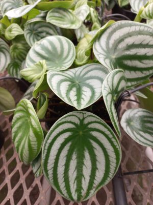 Peperomia Watermelon 15cm Pot