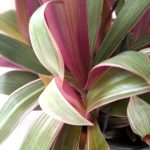 Tradescantia Spathacea Tricolour 20cm H/B
