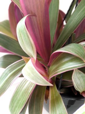 Tradescantia Spathacea Tricolour 20cm H/B