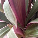 Tradescantia Spathacea Tricolour 20cm H/B