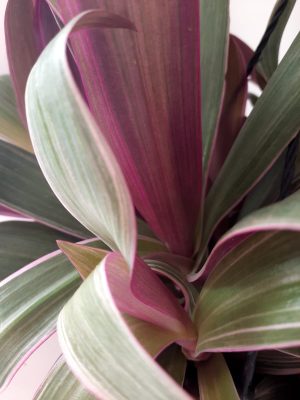 Tradescantia Spathacea Tricolour 20cm H/B