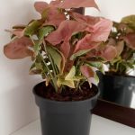 Syngonium Neon 14cm Pot