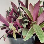 Tradescantia Spathacea Tricolour 20cm H/B