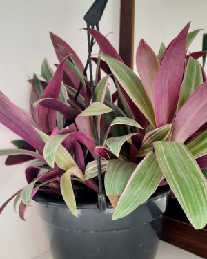 Tradescantia Spathacea Tricolour 20cm H/B