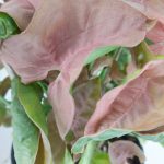 Syngonium Neon 14cm Pot