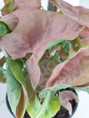 Syngonium Neon 14cm Pot