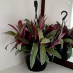 Tradescantia Spathacea Tricolour 20cm H/B