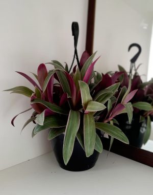 Tradescantia Spathacea Tricolour 20cm H/B