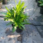 Dracaena Song of Jamaica 15cm Pot