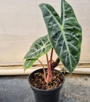 Alocasia Pink Princess 14cm Pot