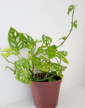 Monstera Adansonii 15cm Pot
