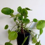 Chinese Money Plant 14cm Pot