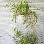 Chlorophytum Variegated 21cm H/B