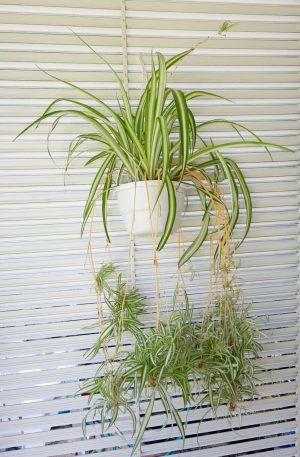 IMG-20230311-WA0004.jpg Chlorophytum Variegated 21cm H/B