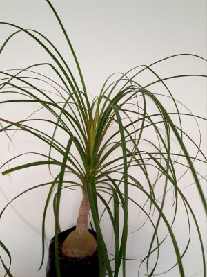 IMG-20230311-WA0005.jpg Ponytail Palm 4lt
