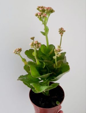 Calandiva 10cm Pot