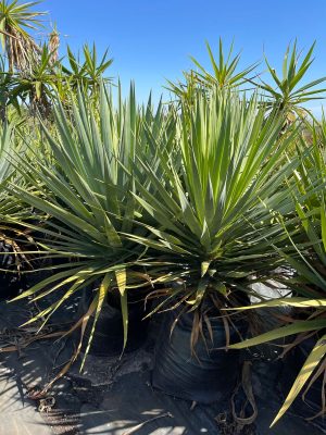 Dracaena Draco 50lt