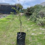 Dovyalis Caffra Shrub (Kei Apple) 20lt