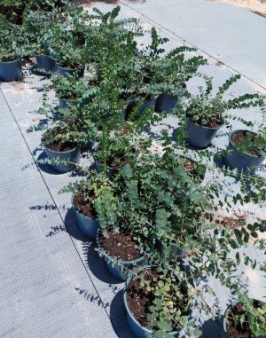 Eucalyptus Cinerea - Pennygum 19cm Pot