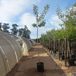 Dais Cotinifolia 50lt Common Name: PomPom Tree