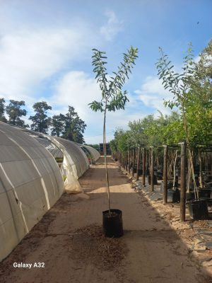 Dais Cotinifolia 50lt Common Name: PomPom Tree