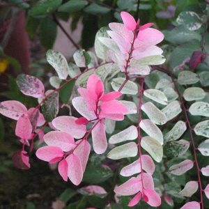 Ice-Cream-Bush.jpg Ice-Cream Bush 20lt