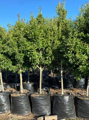 Ilex mites 125lt