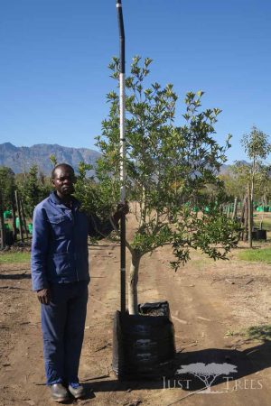 Ilex Mitis 100lt (Cape Holly)