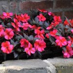 Impatiens Tamarinda 12.5cm Pot