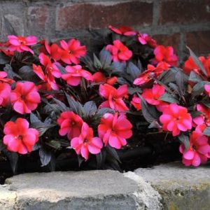 Impatiens Tamarinda 12.5cm Pot
