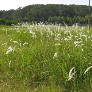 Imperata-Cylindrica-17cm-Pot.webp Imperata Cylindrica 17cm Pot