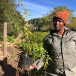 Indigofera Frutescens 2.5lt