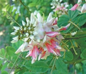 Indigofera Frutescens 2.5lt