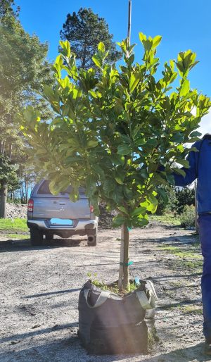 Magnolia Grandiflora 70lt