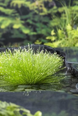 Isolepis Cernua 17cm Pot