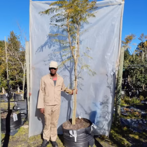 Jacaranda Mimosifolia Tree 125lt Jacaranda Mimosifolia Tree 125lt