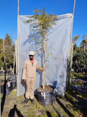 Jacaranda Mimosifolia Tree 125lt