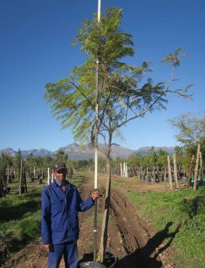 Jacaranda Mimosifolia Tree 100lt
