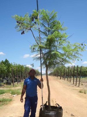 Jacaranda Mimosifolia Tree 200lt