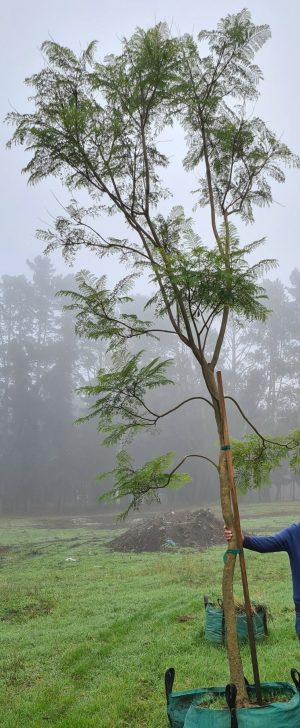 Jacaranda Mimosifolia Tree 250lt
