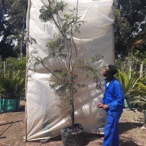 Jacaranda-mimosifolia-70lt.jpg Jacaranda Mimosifolia Tree 70lt