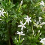 Jasminum-angulare.jpg Jasminum Angulare 10lt