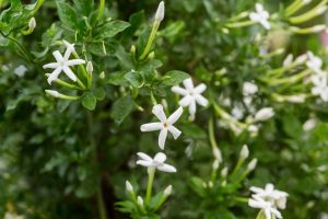 Jasminum Angulare 10lt