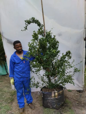 Jasminum Multipartitum 70lt