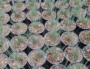 Juncus Tenuis 'Blue Dart' 15cm Pot