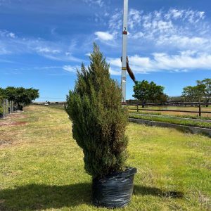 Juniperus Chinensis 100lt